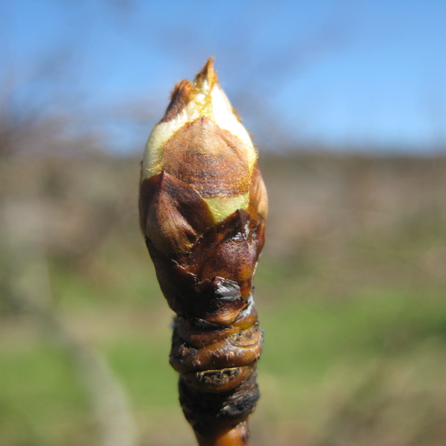 Bartlett pear - swollen bud