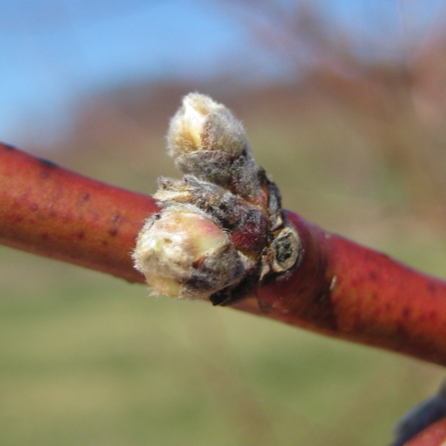 PF-14 Jersey peach- swollen bud