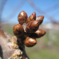 Cavalier cherry - swollen bud