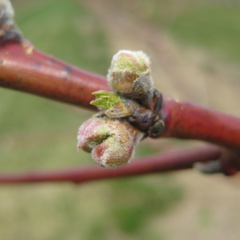 PF-14 Jersey peach - swollen bud ++