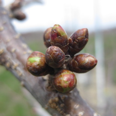 Cavalier sweet cherry - swollen bud +