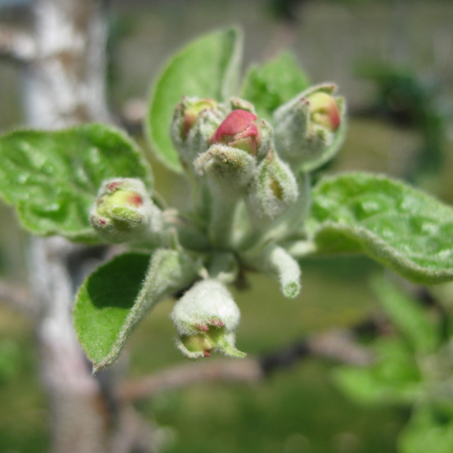 McIntosh apple - open cluster/early pink