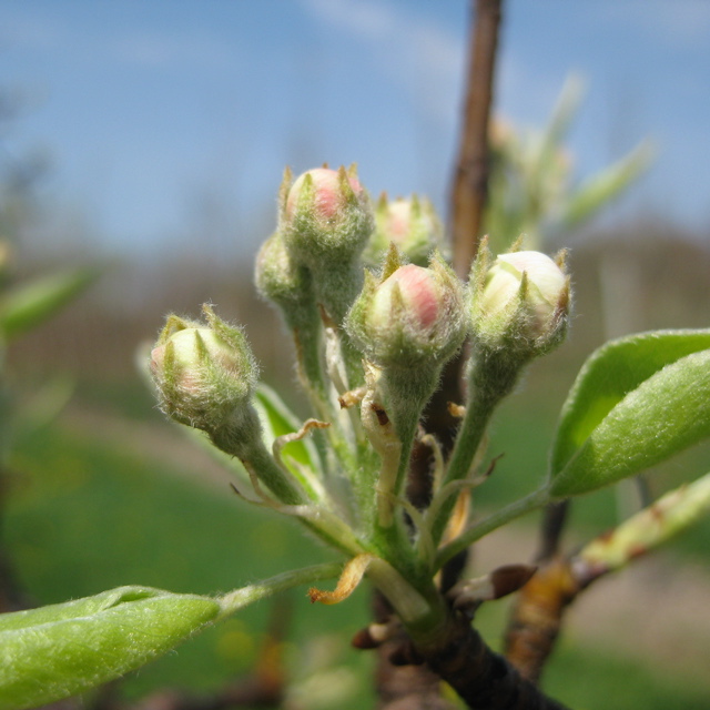 Bartlett pear - early white bud