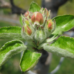 Honeycrisp apple - late tight cluster/very early pink