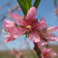 PF-14 Jersey peach - bloom