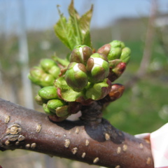 Cavalier sweet cherry - early white bud