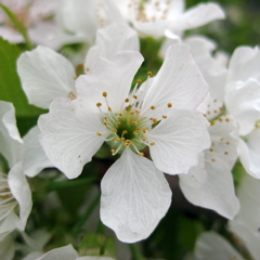 Cavalier cherry - bloom