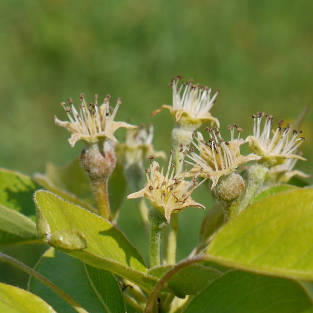 Bartlett pear - fruit set