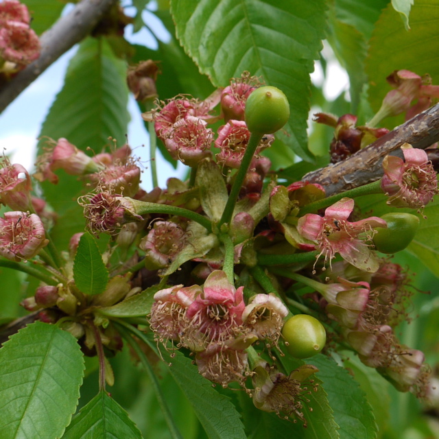 Cavalier sweet cherry - fruit set