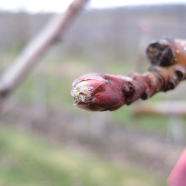 Honeycrisp apple - very early green tip