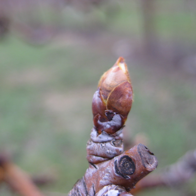 Bartlett pear - swollen bud