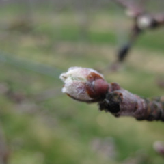 McIntosh apple - very early green tip