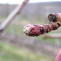 Honeycrisp apple - very early green tip