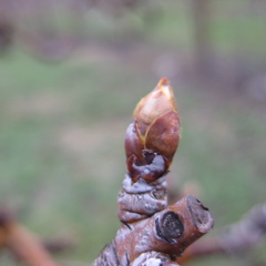 Bartlett pear - swollen bud