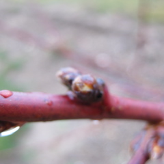 PF-14 Jersey peach - swollen bud