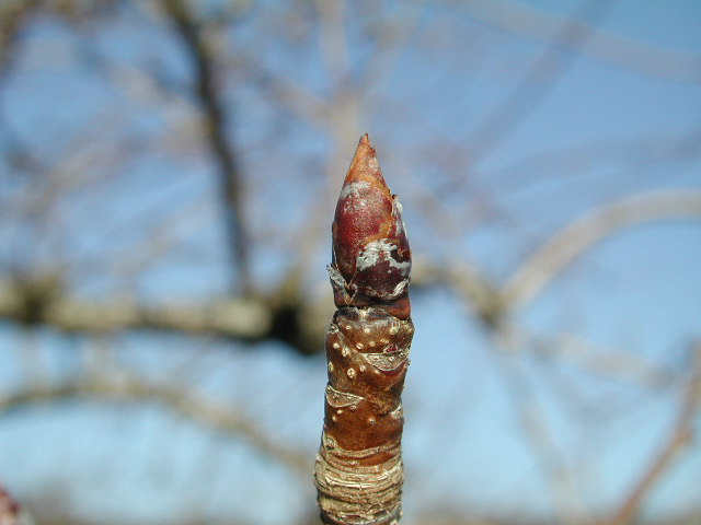 Pear-dormant