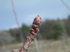 Honeycrisp apple-dormant+