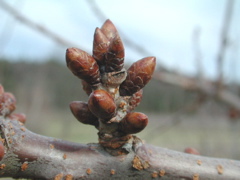 Cavalier sweet cherry-dormant