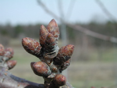 Cavalier sweet cherry-dormant