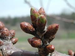 Cavalier sweet cherry-swollen bud