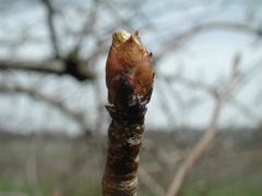 Pear-swollen bud