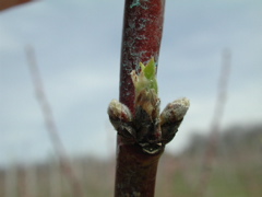 Redhaven peach-swollen bud++