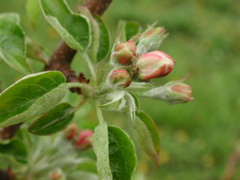 Honecyrisp apple-pink