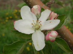 Honeycrisp apple-king bloom+