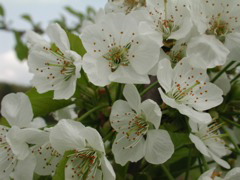 Regina sweet cherry-full bloom