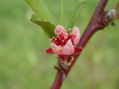 Redhaven peach-bloom+