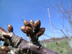 Cavalier sweet cherry-swollen bud