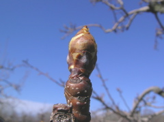 Pear-swollen bud