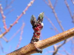 Peach-swollen bud