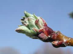 Honeycrisp apple-half inch green