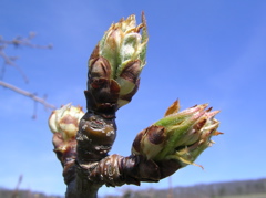 Pear-early bud burst