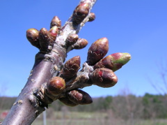 Sweet cherry-swolen bud to bud burst