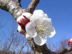 Apricot-early bloom