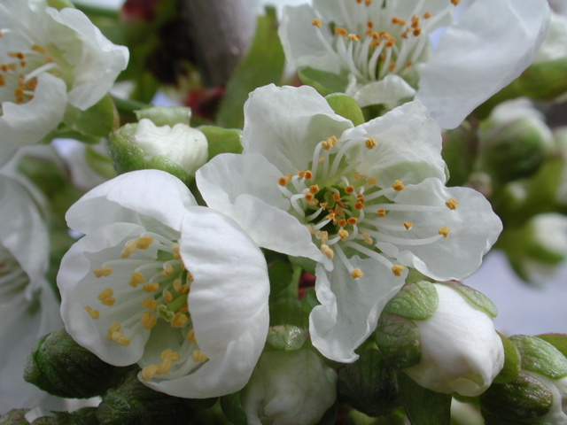 Chelan sweet cherry-bloom
