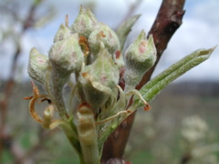 Pear-green cluster