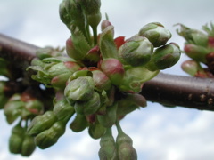 Hartland sweet cherry-early white bud