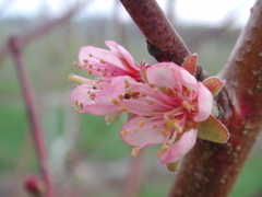 Redhaven peach-bloom