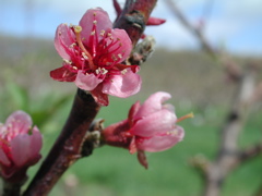 Redhaven peach-bloom