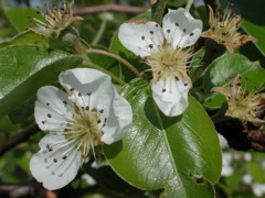 Pear-late petal fall