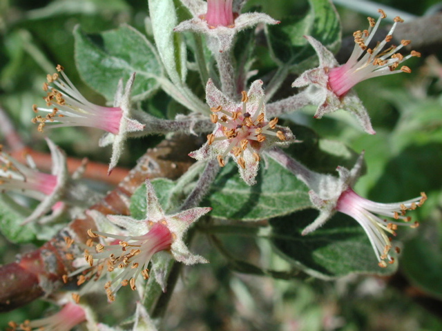 McIntosh apple