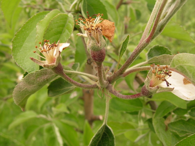 Honeycrisp apple