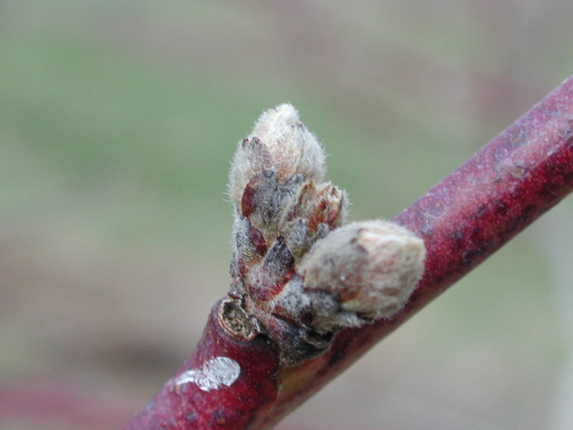 Redhaven peach-swollen bud