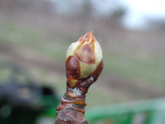 Pear-swollen bud