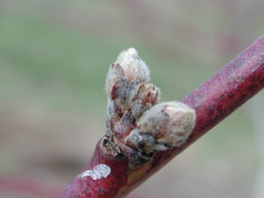 Redhaven peach-swollen bud