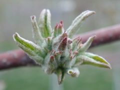 Honeycrisp apple-early tight cluster