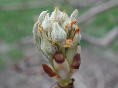 Pear-early bud burst
